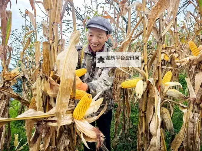 玉米地刮伦:乡村传统的独特风俗探秘图1