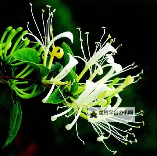 帐中香飘幽梦:金银花海棠 intertwining的雅致时光图1