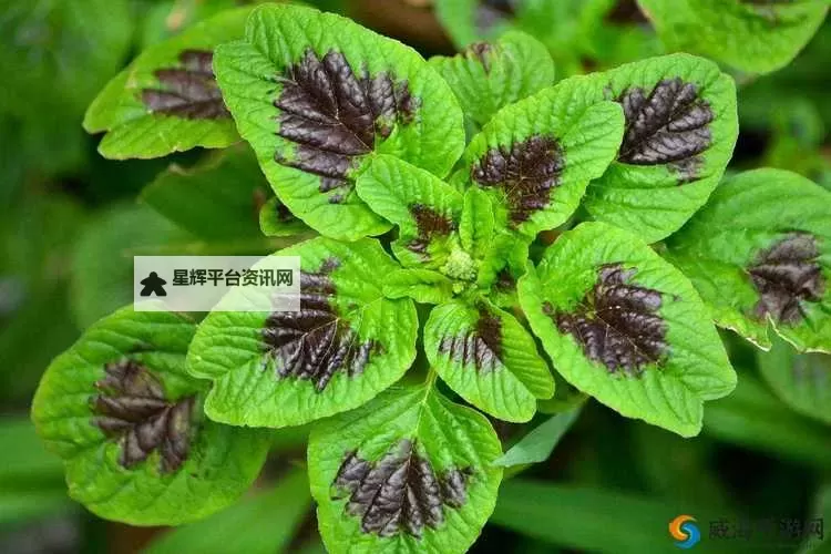 关于17.c-起草红桃的详细流程与实用指南图1