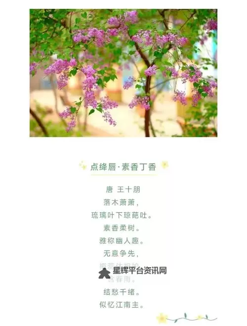 丁香五月情挑六月,浪漫篇章悄然开启图1