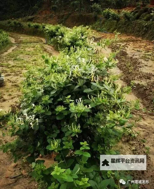 菊内留香TXL金银花露：天然芳香守护你的每一天图1