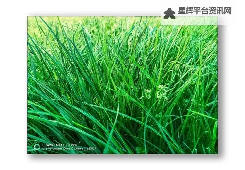 追忆童年时光：青青草123456的美好回忆与温馨故事图1