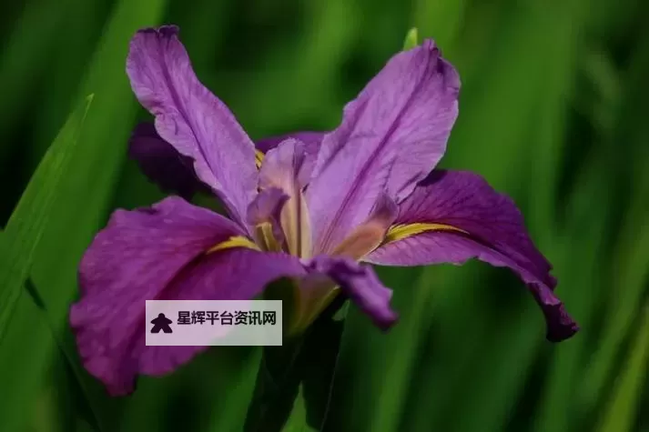 免费在线观看17草在线观看:最新热门资源全解析图1