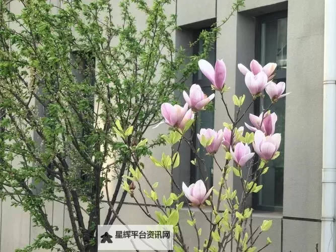 揭秘中国十大黑社会老大的真实身份与内幕图1