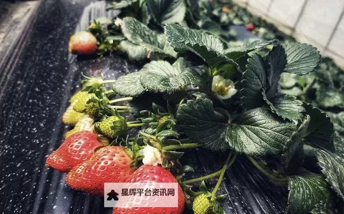 探索草莓视频在线无限免费观看藏族文化的精彩内容图1