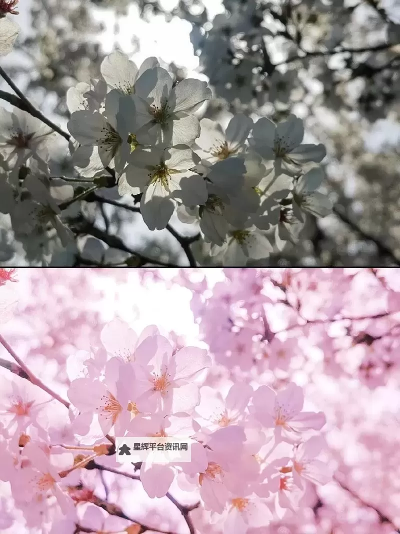 夜里18款禁用的软件樱花:隐藏的应用背后秘密揭秘图2