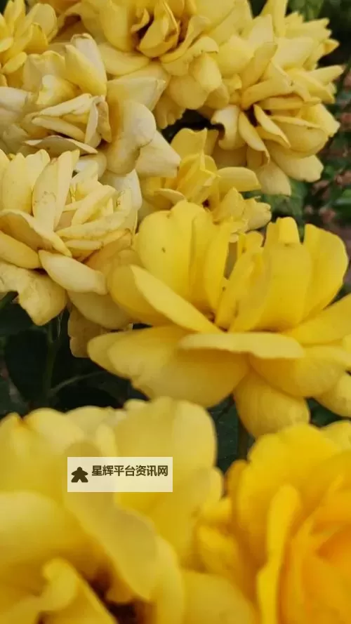 日本一级毛片在线看:最新高清免费观看攻略推荐图1