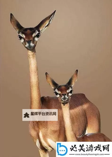 探索最新美国ZOOM动物农场：虚拟互动新体验图1