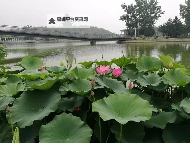 黄台免费攻略:如何轻松享受无付费的精彩体验图1