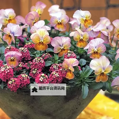 丁香色播：绽放魅力的春日时光图1