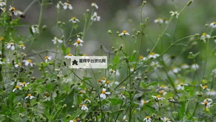 欣赏自然之美:野花视频在线带你领略野外花海图1