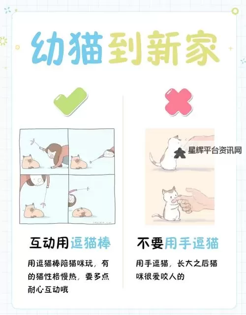 《莱恩岛生存指南》宠物功能与驯服方法一览 猫怎么抓图1