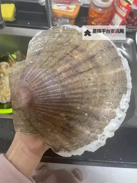 在把腿张大点我就可以吃到扇贝了——一场奇妙的海鲜盛宴体验图1