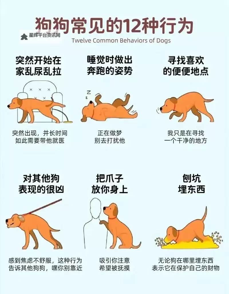 怎样引导狗狗进入自己：实用技巧与温馨指南图1