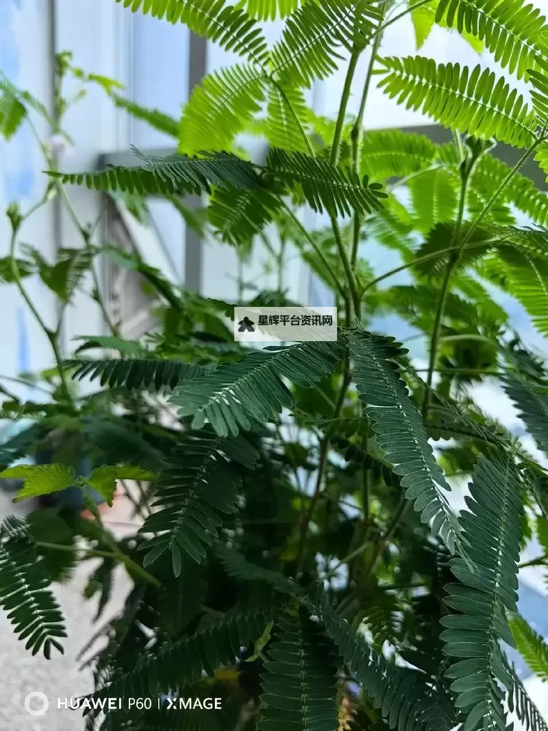 【推荐】在线观看国产含羞草视频在线观看,高清无卡顿图1