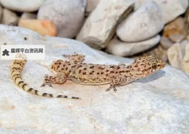 遇到危险就裸奔的壁虎：勇敢面对挑战的生存之道图1