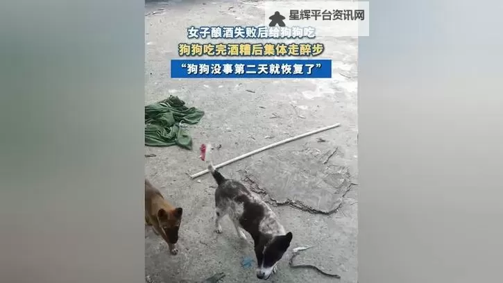 与狗狗做了四个小时都没事:我与毛孩子的难忘陪伴时光图1