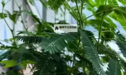 【推荐】在线观看国产含羞草视频在线观看，高清无卡顿