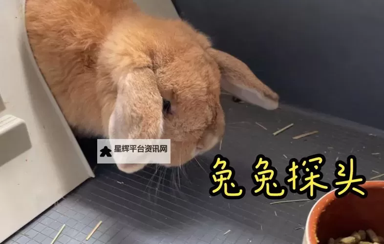 温馨放松时刻：精选自我安抚小兔兔视频合集图1
