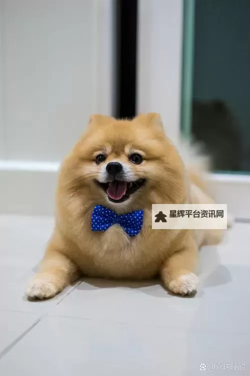 主人我错了请把它关掉:一个关于反思与自我救赎的故事图1