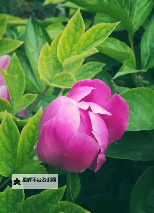 最新发布!2019年手机中文在线应用推荐全攻略图1