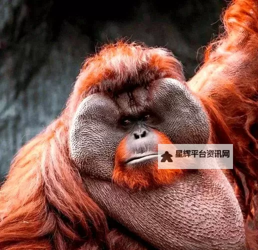 《夺宝奇兵古老之圈》花园里的蛇解谜攻略 花园里的蛇谜团怎么解图2