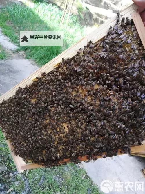 色蜂视频:探索视觉盛宴与精彩瞬间图1