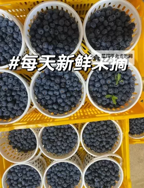 成色18K1.220.38官网蓝莓:高品质蓝莓饰品的完美选择图1