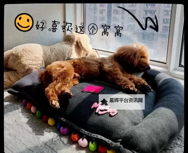 在破房子里与狗做的奇异冒险图2