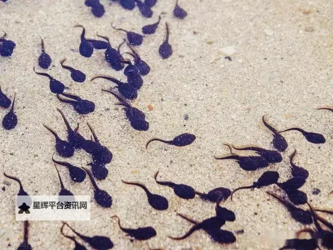 魅力无限：91绝色蝌蚪的奇幻冒险之旅图1