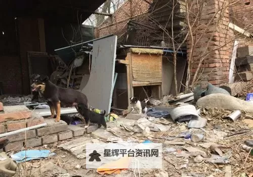 在破房子里与狗做的奇异冒险图1