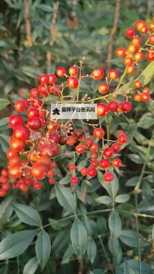 玉林红豆网:探索玉林本地最全面的资讯与交流平台图1
