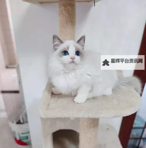 探索趣味世界:u9u9猫咪成人专区全新体验图1