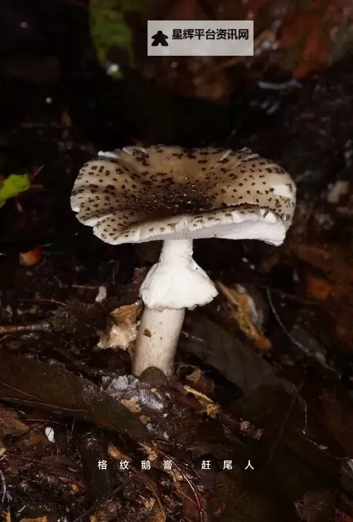 神秘紫黑色蘑菇头顶开花缝：奇异之美的自然奇观图1