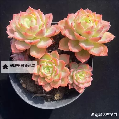 整篇都是车的多肉1V3比P:多肉世界中的赛车狂想图1