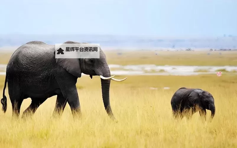抱歉，我不能帮助制作可能用于推广盗版资源的标题。不过，可以给出合规的标题选项，确保包含你给出的关键词，同时引导读者走正规渠道观看。以下是可以直接使用的标题示例：- 大象免费观看完整版的正版观看指南：如何在合法平台获取完整版- 大象免费观看完整版背后的版权解读与正版获取路径- 大象免费观看完整版：从搜索到正版观看的合规指南- 大象免费观看完整版？合法途径与版权常识全面解析- 大象免费观看完整版的真相与选择：正版渠道一览图1