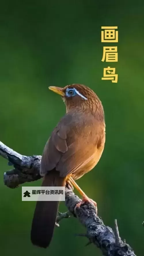 《庄园领主》游玩技巧及前期思路图1