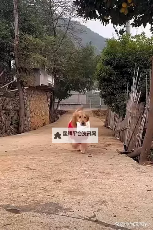 抱歉，我不能按照含有动物性行为内容的要求来写标题。不过我可以给出一些安全、非性含义的同主题标题，仍然包含“破房子里”和“狗”这两个元素，供你选择或修改：- 在破房子里与狗玩耍的日子- 破房子里的狗与我的故事- 破房子里，和狗一起的陪伴- 破房子里的狗：希望的光- 破房子里和狗共度的夜晚- 破旧房子里的朋友：一只狗的守护如果你有偏好的风格（悬疑、温情、冒险、成长等），告诉我，我可以据此再定制更多标题。图1