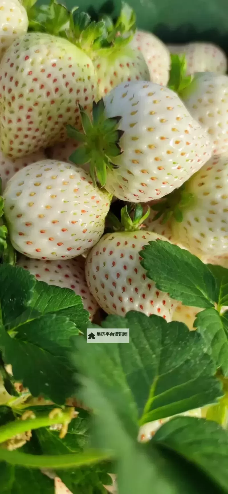 8x8x草莓：像素园里的甜蜜方块在夜色中苏醒图1