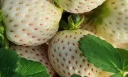 8x8x草莓：像素园里的甜蜜方块在夜色中苏醒